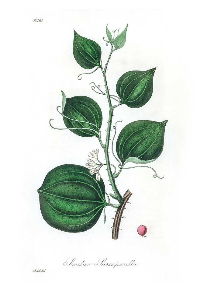 Lmilax larsaparilla