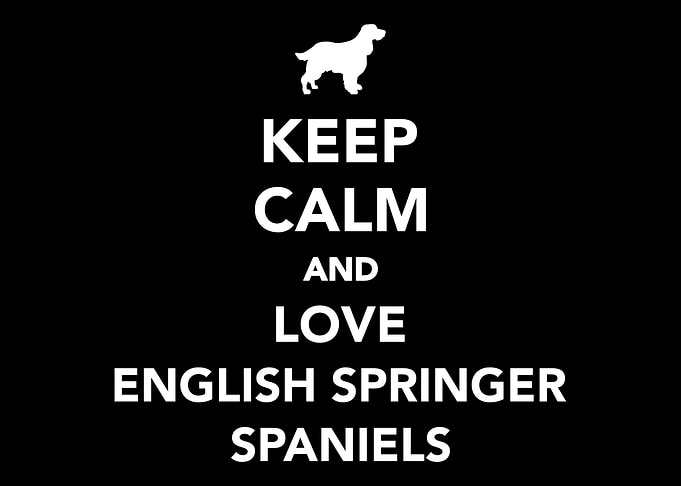 English Springer Spaniel