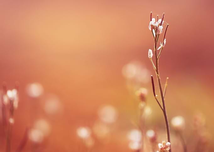 Outdoor Sunlight Meadow