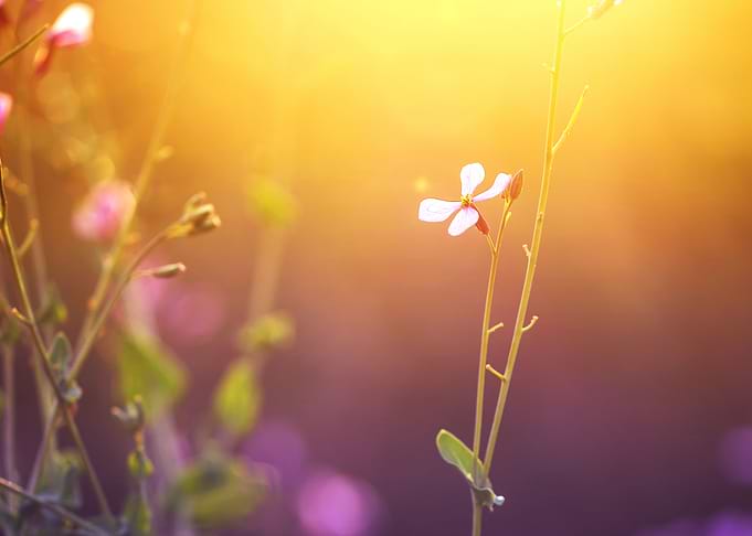 Outdoor Sunlight Meadow