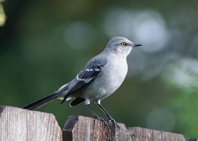 Birds