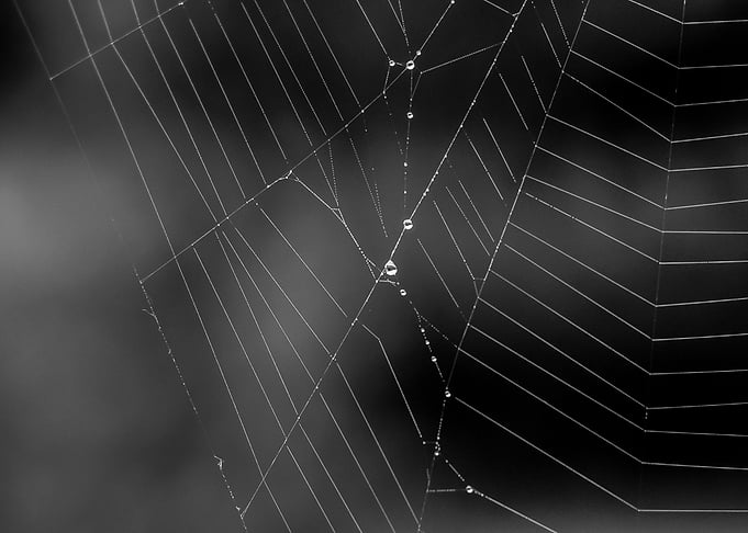 spider