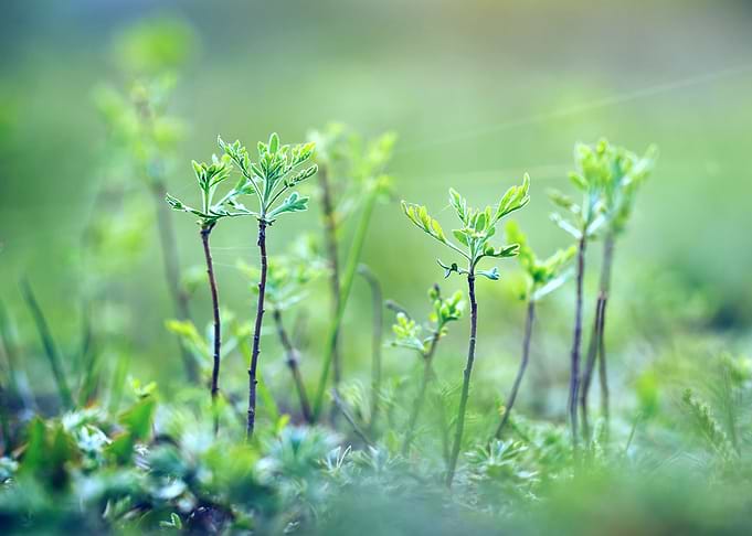 Sunlight Blooming Meadow