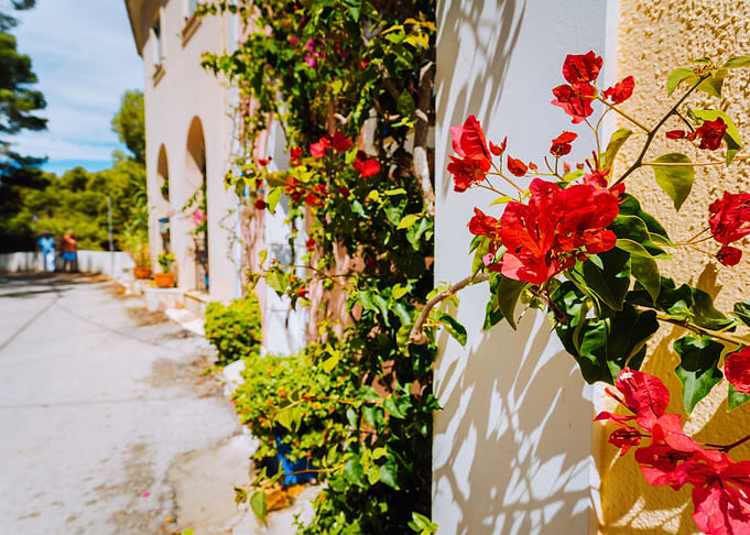Magenta Fuchsia Flowers On