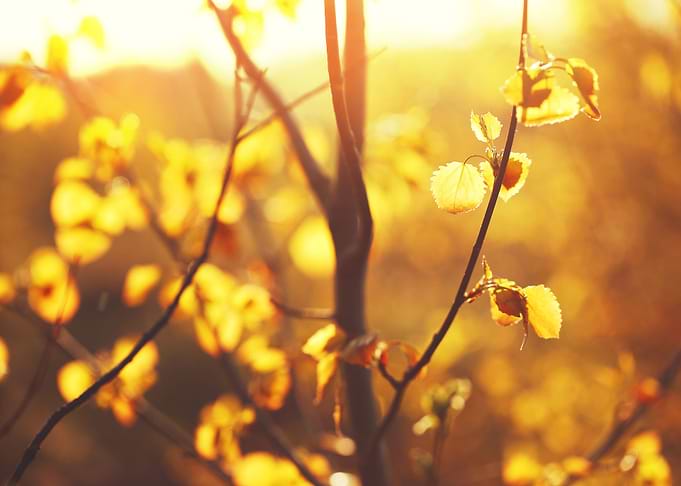 Outdoor Sunlight Tree M