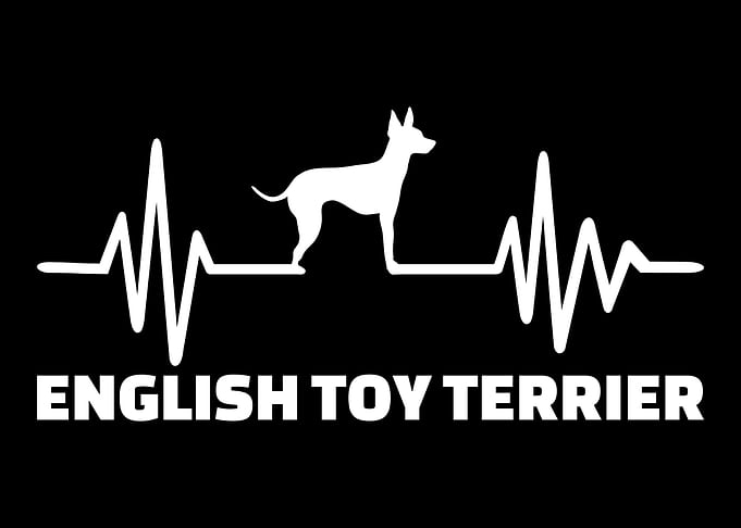 English Toy Terrier