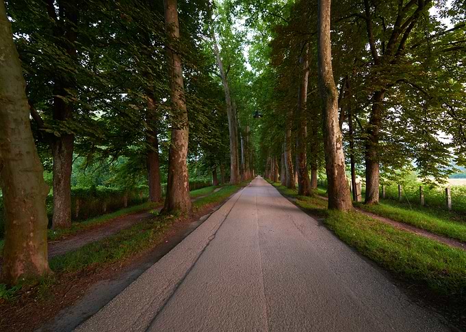 Road Alley Sunrise Trees F