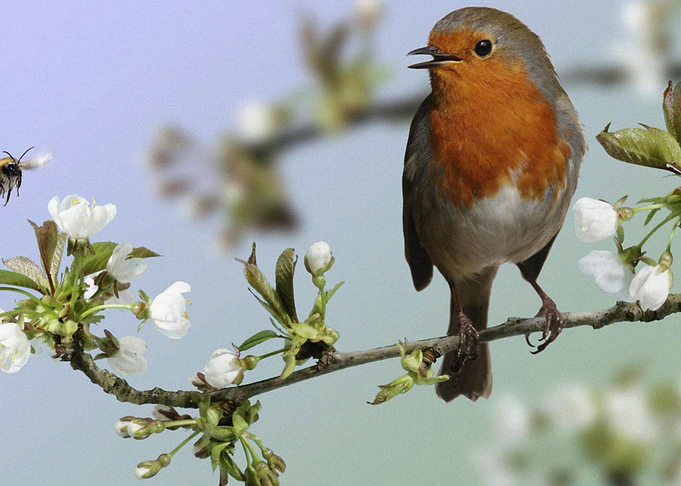 Birds