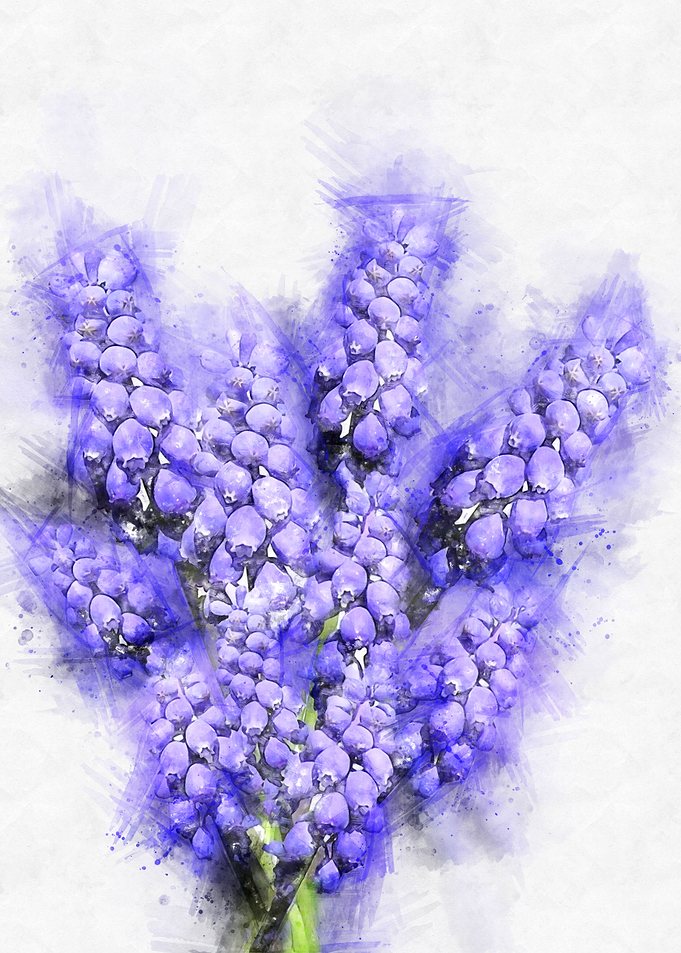 hyacinth watercolor