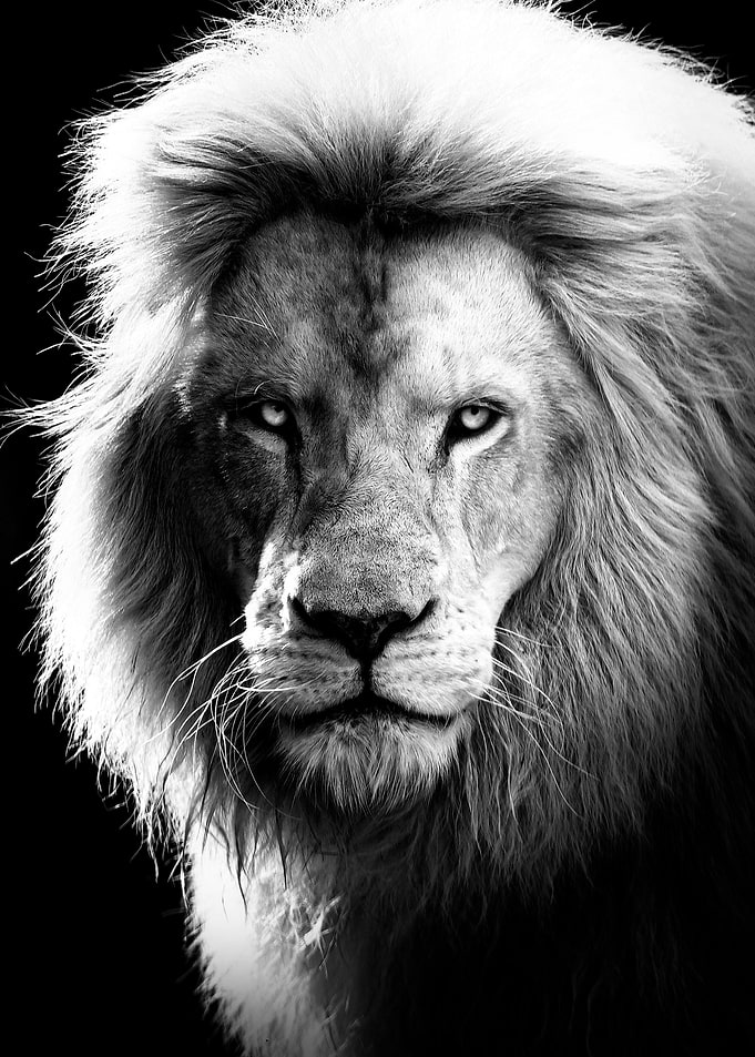 lion king dreame look face