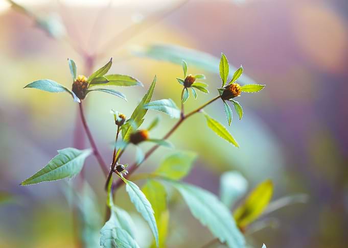 Outdoor Sunlight Meadow
