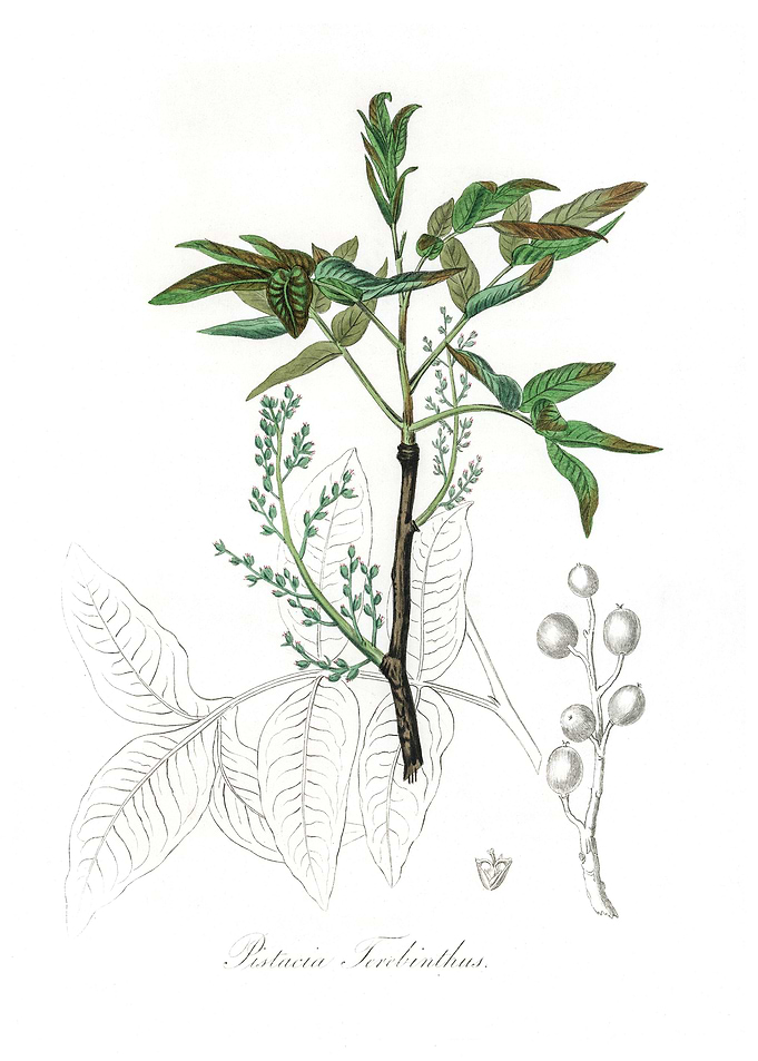 Pistacia