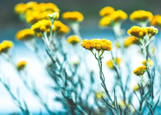 Spring Sunlight Meadow