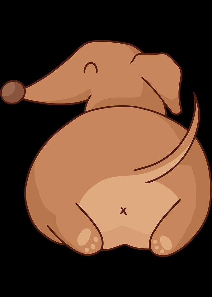 dachshund butt