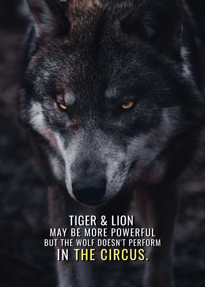 Wolf does not perform