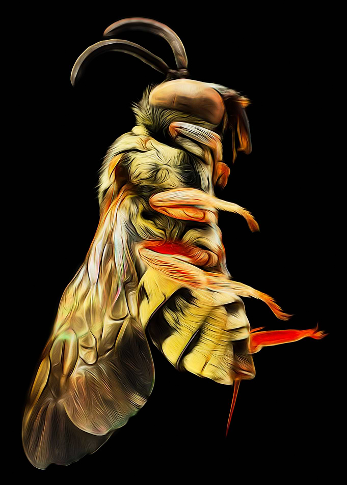 Cuckoo bee