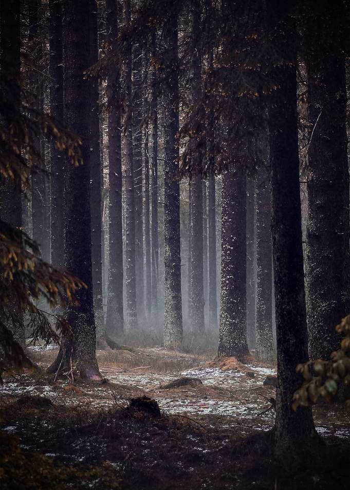 Dark Forest