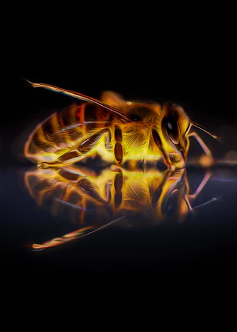 Worker Bee