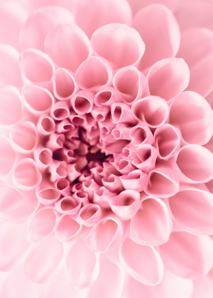 Pom Pom Dahlia Close Up