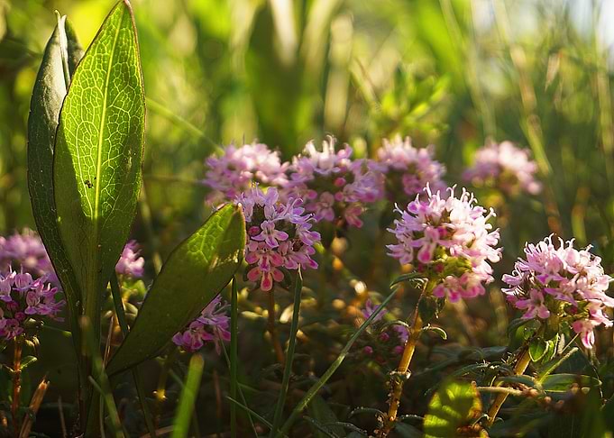 Breckland Wild Thyme