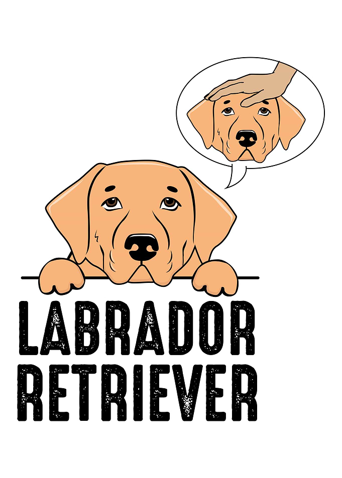 Labrador Retriever Dog O