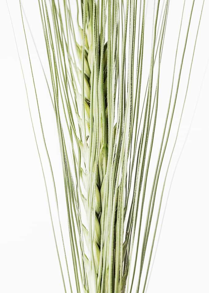 Barley Ear 2