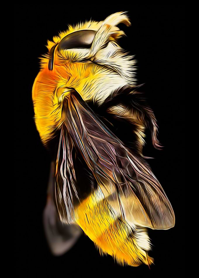 Blue Banded Bee