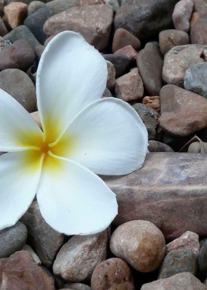 Fallen Frangipani