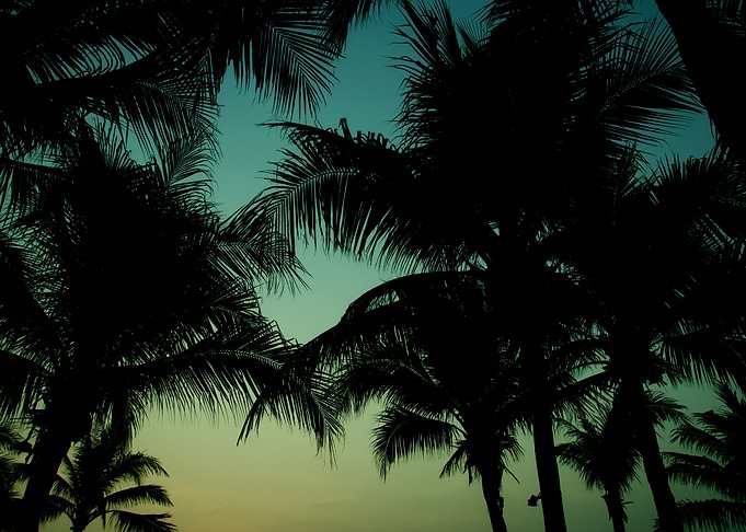 Palm trees