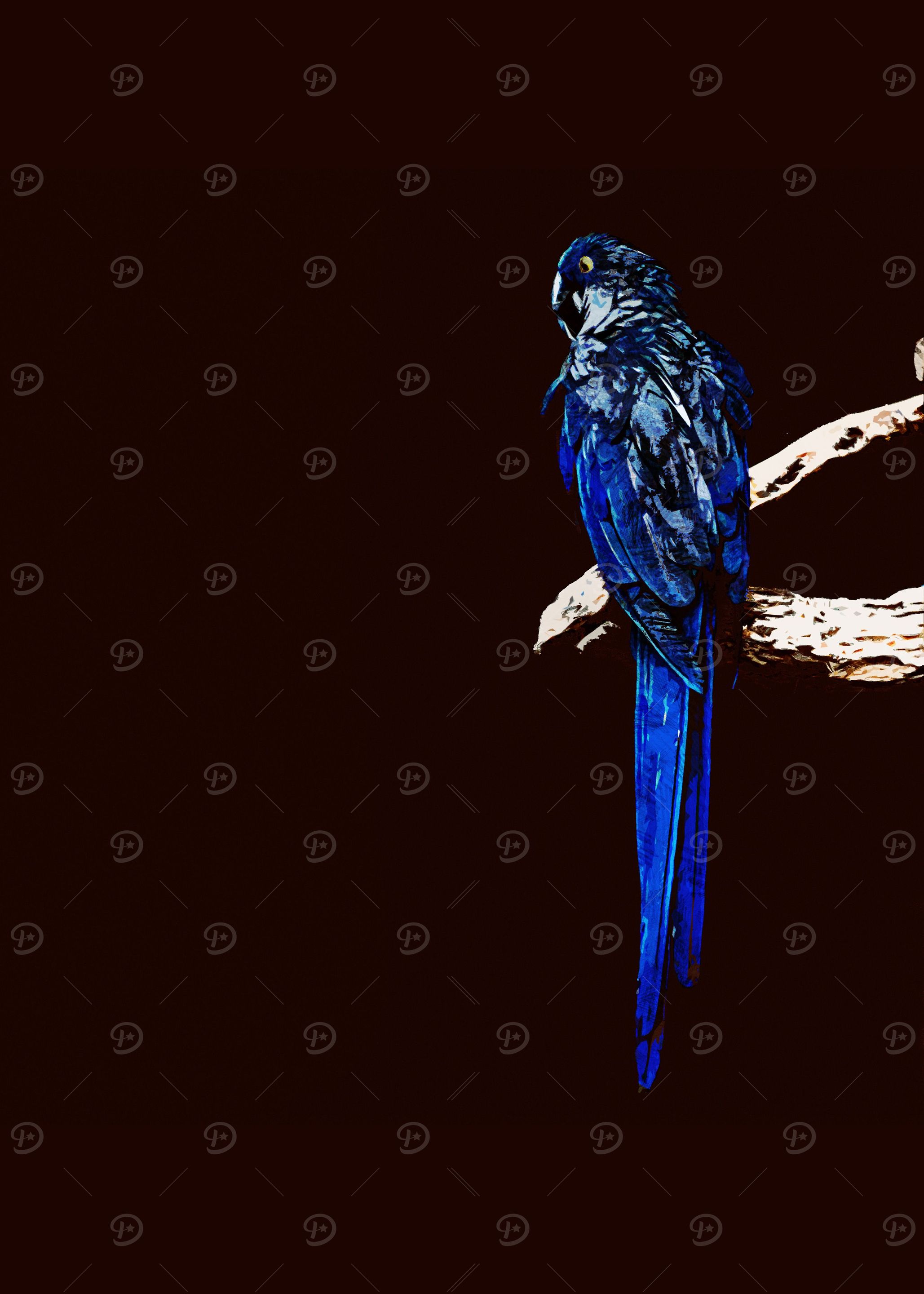 parrot isolated in black