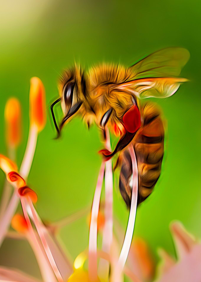 Honey Bee