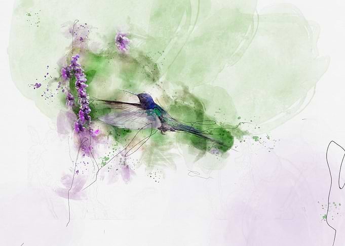Hummingbird Fantasy