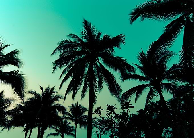 Palm trees