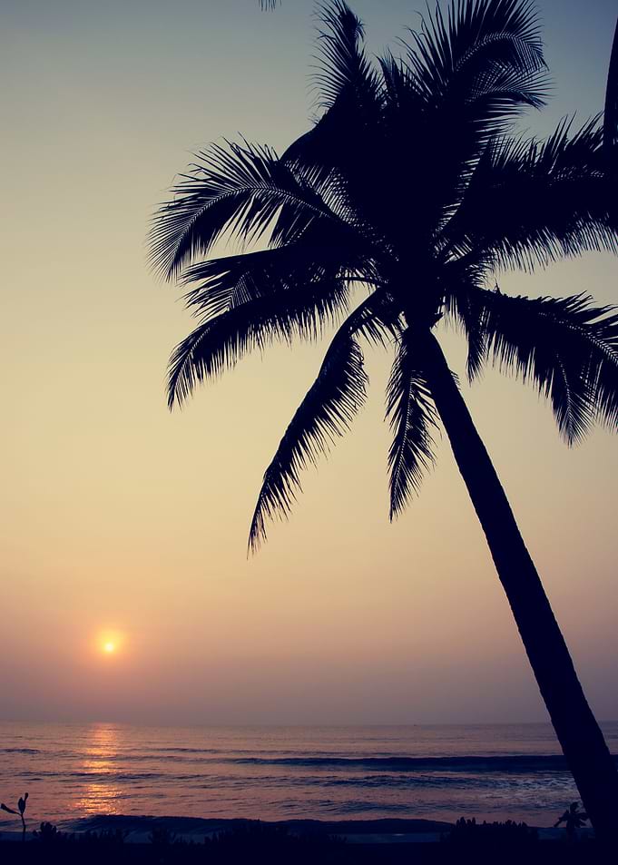 Palm trees