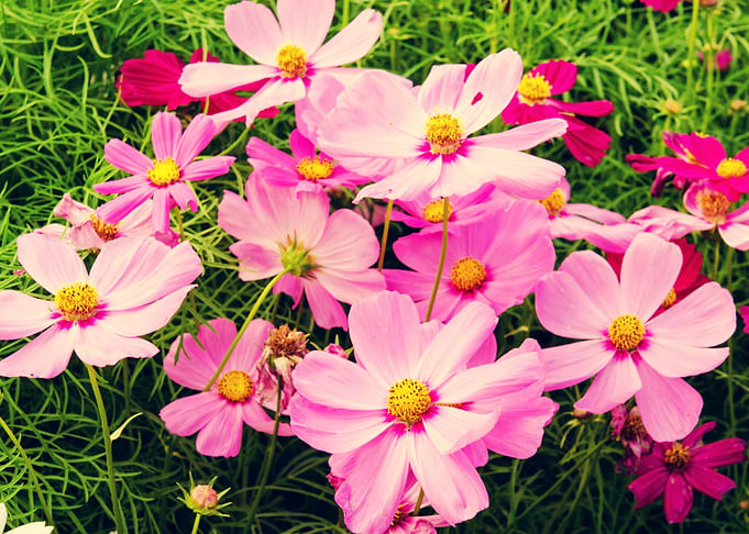 The Cosmos flower