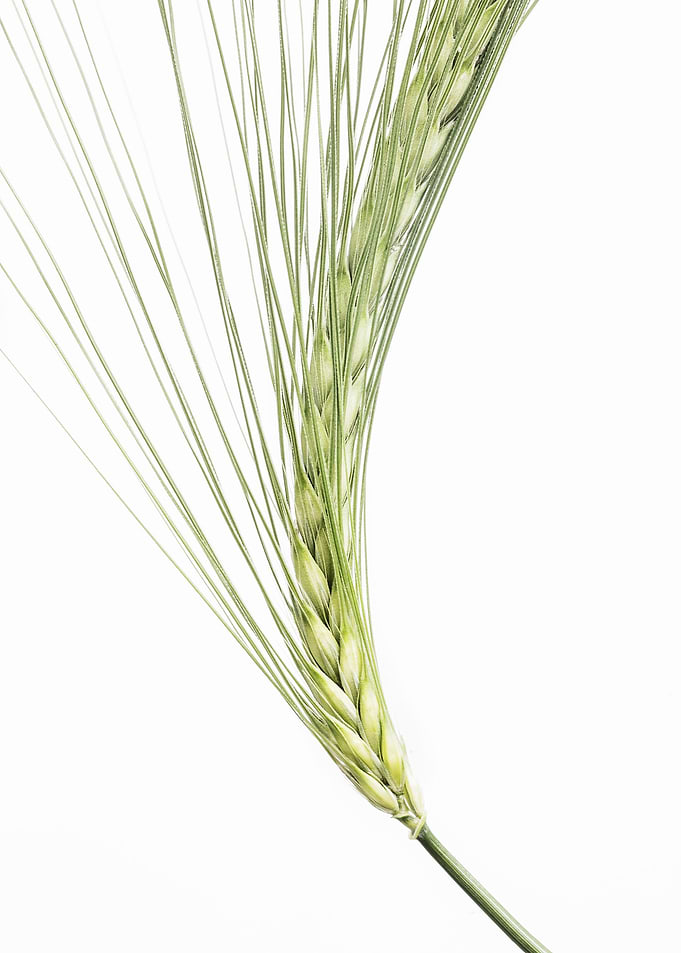 Barley Ear 1
