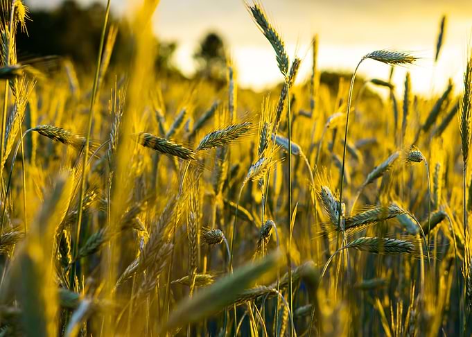 Wheat Field Sunset