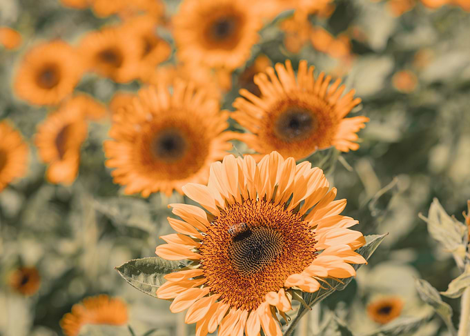 Sunflowers
