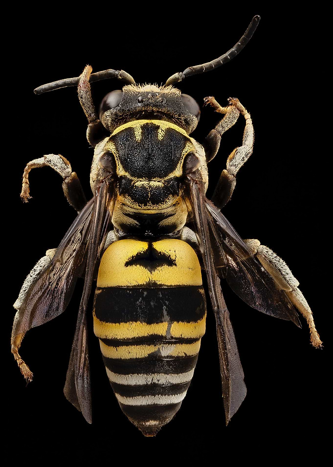 animal nature bee
