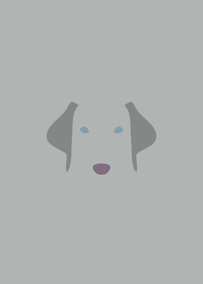 Weimaraner
