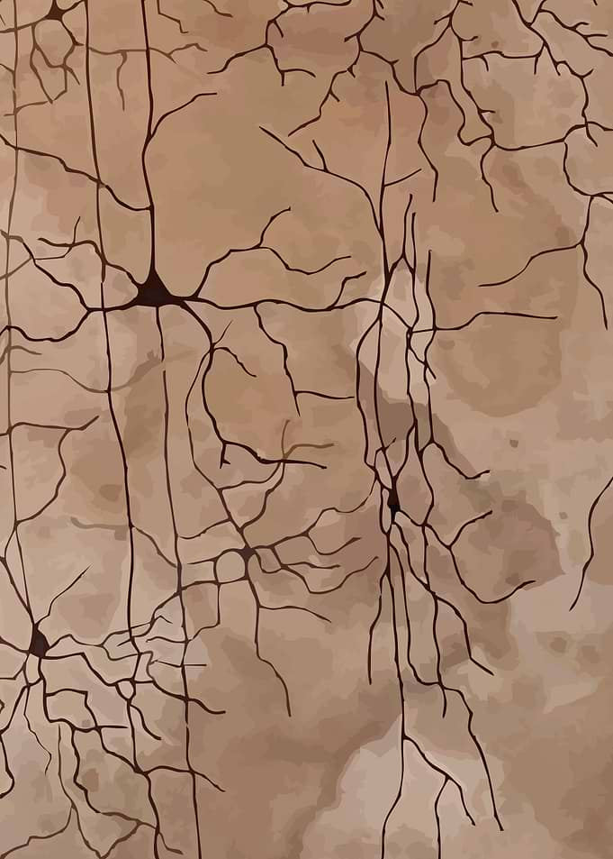 Coffee Cortex Lower Left