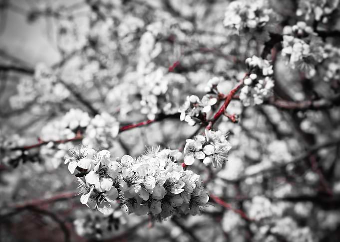 Apple Blossom