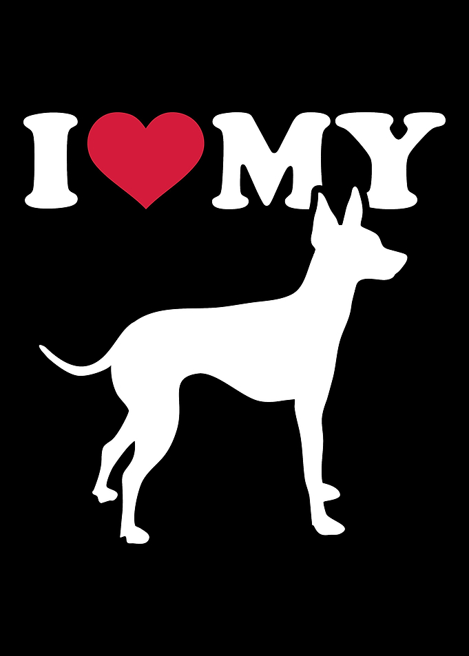 English Toy Terrier