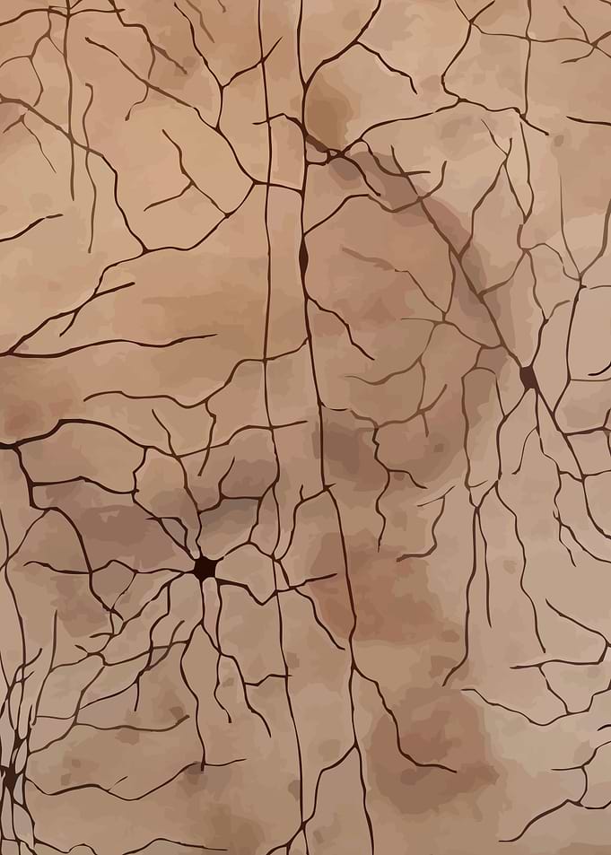 Coffee Cortex Lower Middle