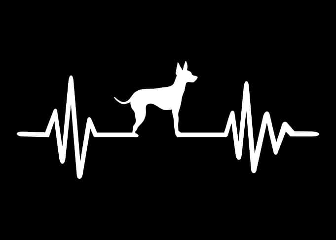 English Toy Terrier