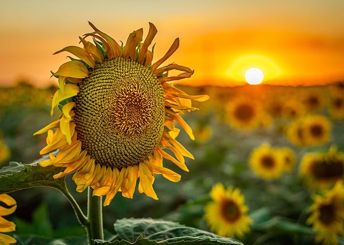 Child of the sun