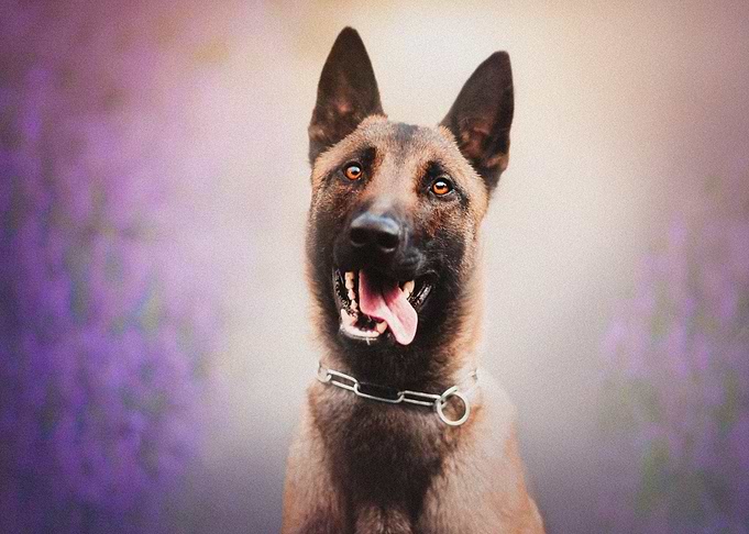 Belgian Malinois lavender