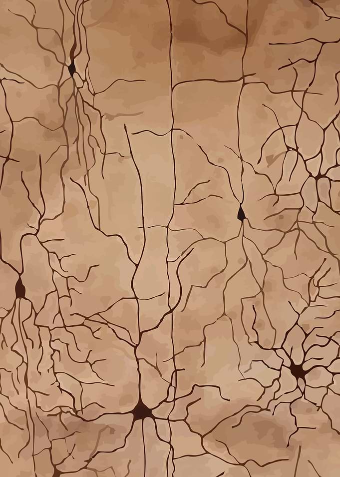 Coffee Cortex Upper Middle
