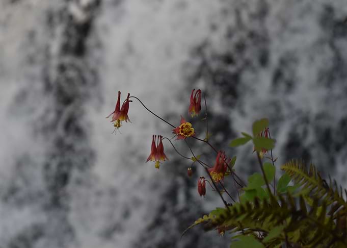 dragon lily