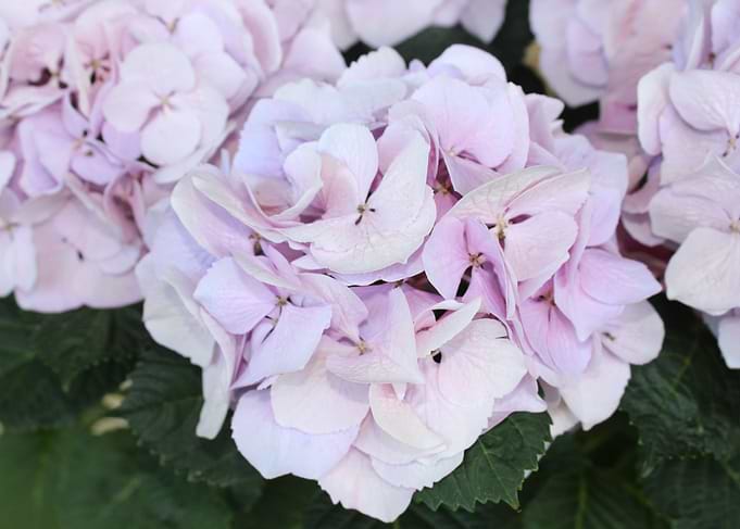 Violet Floral